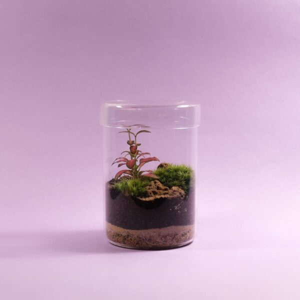 AINA — Small Glass-Lid Terrarium