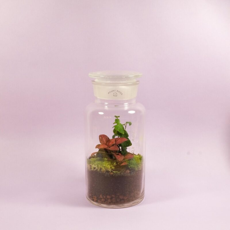 Terrarium RecipeDIY KIT MOUNT MOSS