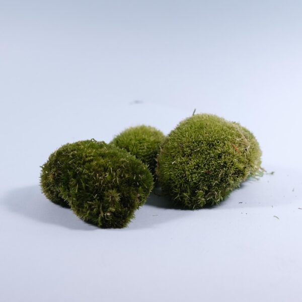 Live pincushion moss (Leucobryum Glaucum)