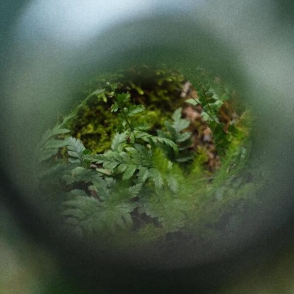 Terrarium Workshop, Friday 30th January 2026, 19:00-21:00