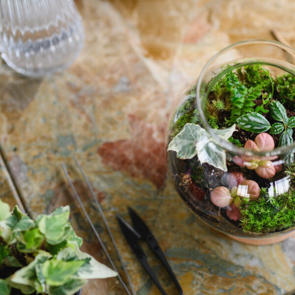 Terrarium Workshop, Saturday 7th March 2026, 12:00-14:00