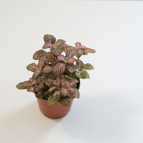 Fittonia albivenis Pink (9cm pot)