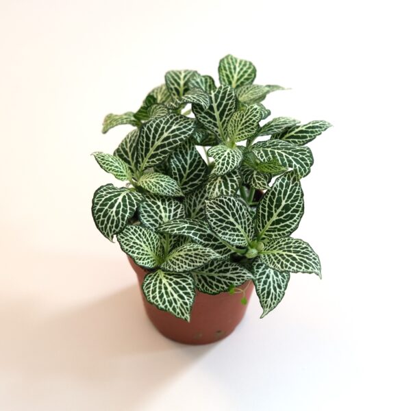 Fittonia albivenis white (9cm pot)