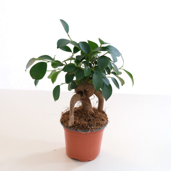Ficus microcarpa bonsai