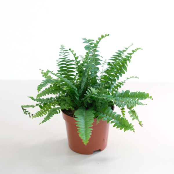 Nephrolepis Green Lady