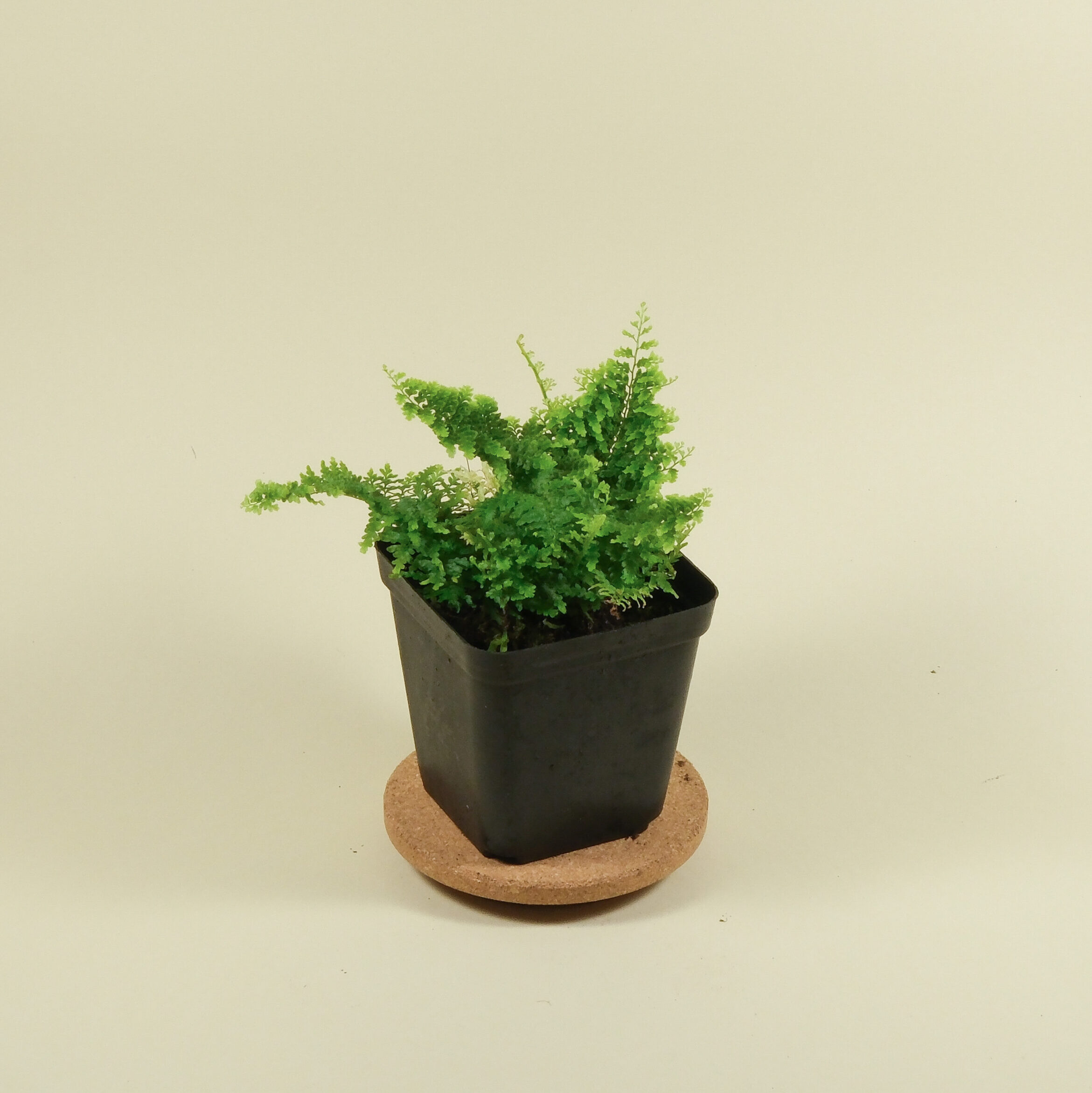 Nephrolepis exaltata Cotton Candy